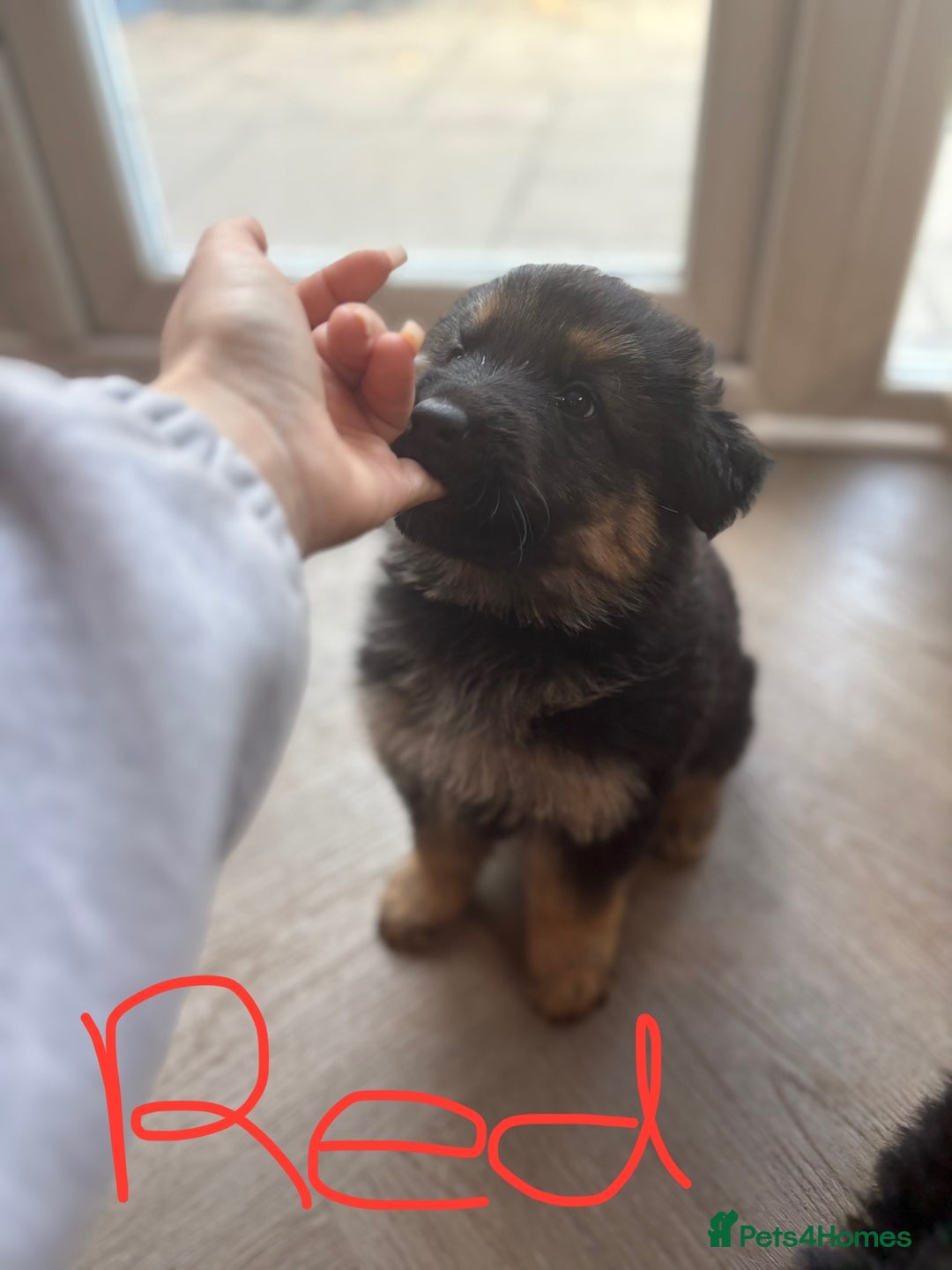 German Shepherd dogs for sale: 🐾 Beautiful Family-Raised German Shepherds 🐾 - Advert 11