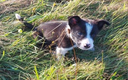 Border Collie dogs for sale: Working Border Collies Puppies - Image 3