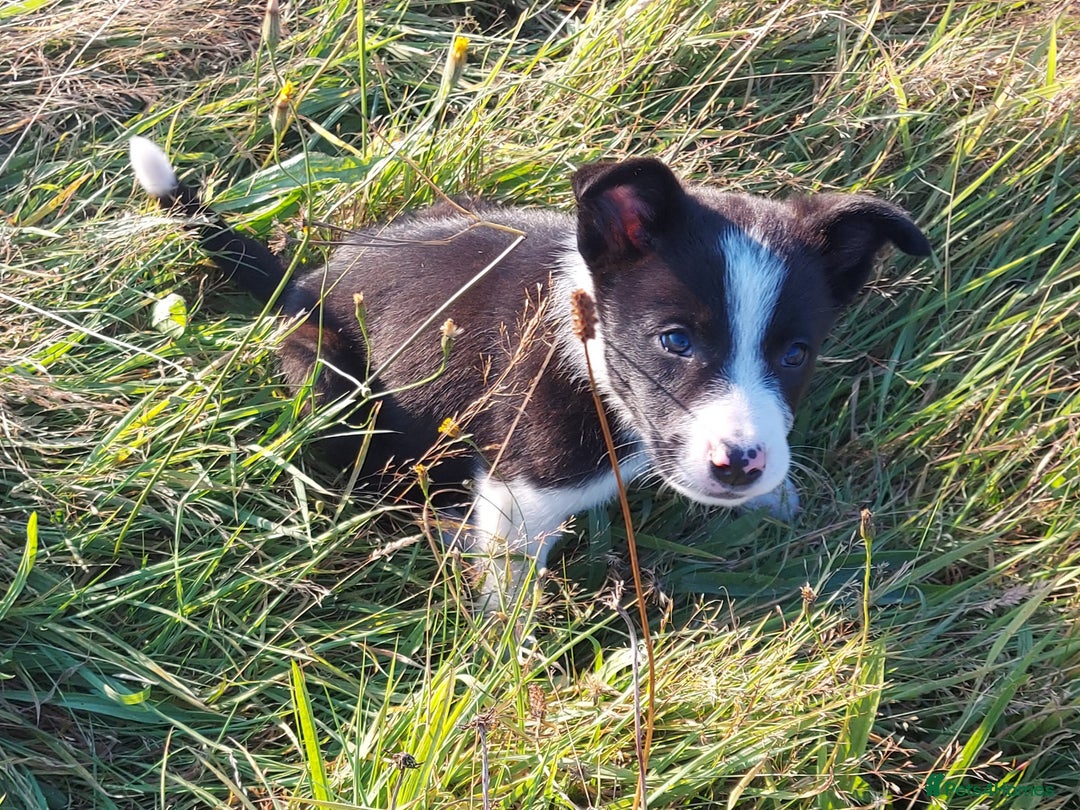 Border Collie dogs for sale: Working Border Collies Puppies - Image 3