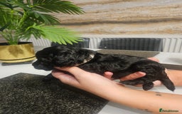 Cockapoo dogs for sale: F2 cockapoo boys 1 left available  - Advert 17