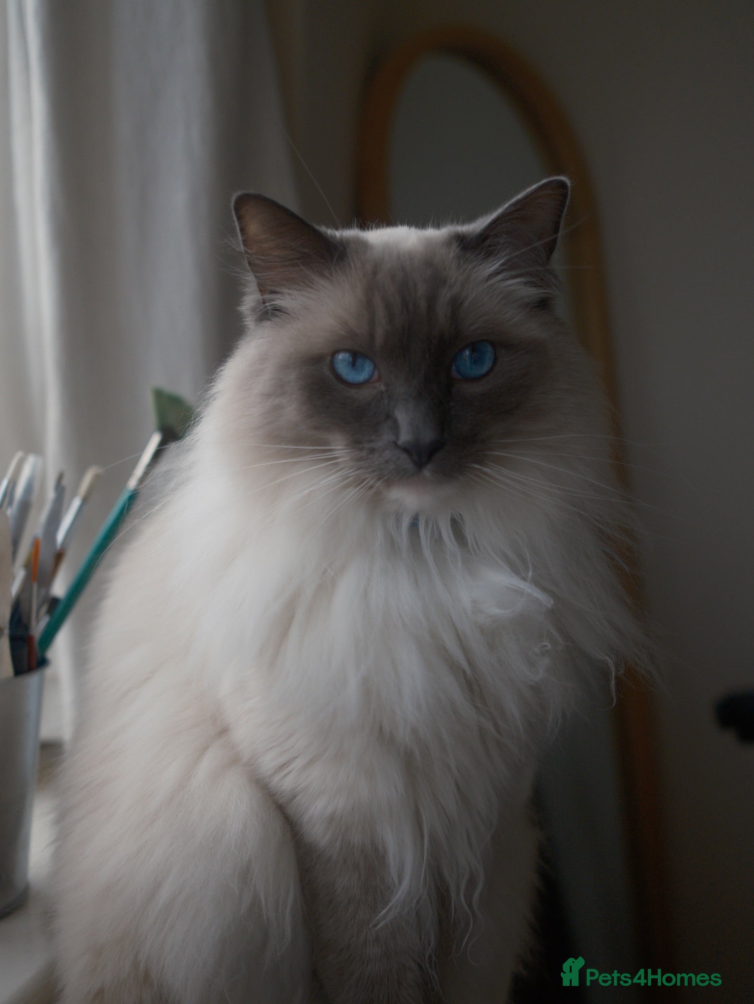 Ragdoll cats 5 years Ragdoll Male Cat Neutered loves Chicken - Advert 1