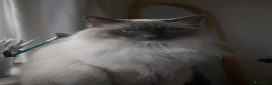 Ragdoll Frodo 5 yo