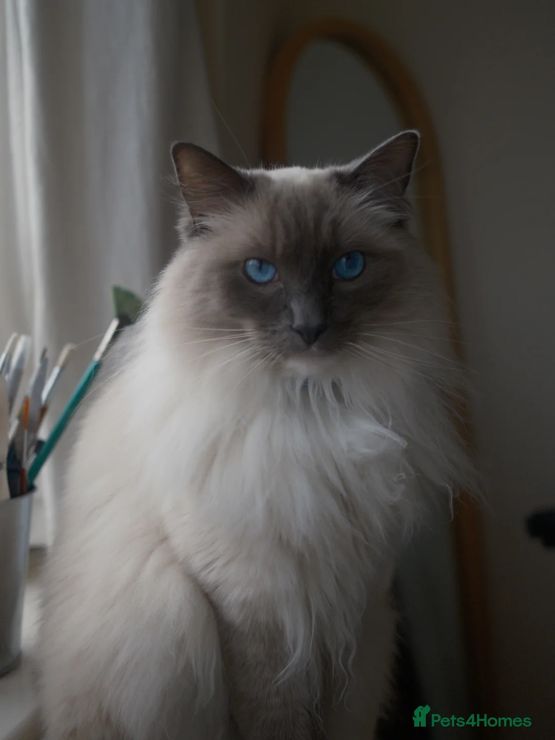 Ragdoll cats for sale: 5 years Ragdoll Male Cat Neutered loves Chicken in London - Advert 1
