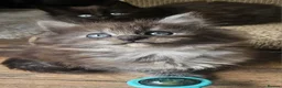 Maine Coon cats for sale: STUNNING FULL XL MAIN COONS  in Trimdon Station - Advert 6