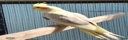 Cockatiels birds for sale: YOUNG COCKATIELS FOR SALE  - Advert 6
