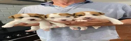 Jack Russell dogs for stud: Superb Quality Jack Russell at stud K.C Reg in Attleborough - Advert 9