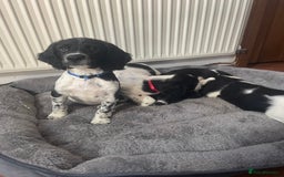 English Springer Spaniel dogs for sale: Beautiful English Springer Spaniels - Image 5