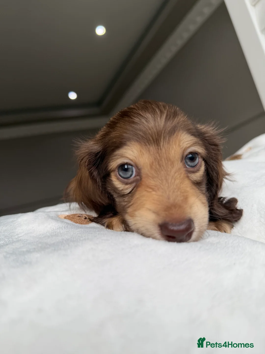 Miniature Dachshund dogs for sale: Clear cream miniature dachshunds  - Advert 4