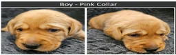 Labrador Retriever dogs for sale: Red Fox Labs : Health Checked-KC Reg-FTCH Pedigree - Advert 9