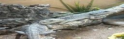 Bearded Dragon reptiles for sale: Western dwarf bearded dragons  - Advert 4
