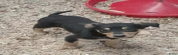 Australian Kelpie dogs for sale: Farm bred 5 boys 3 girls kelpie puppies - Advert 11