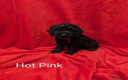Sproodle dogs for sale: Beautiful F1b Sproodle Pups, 4 Boys & 4 Girls - Image 12