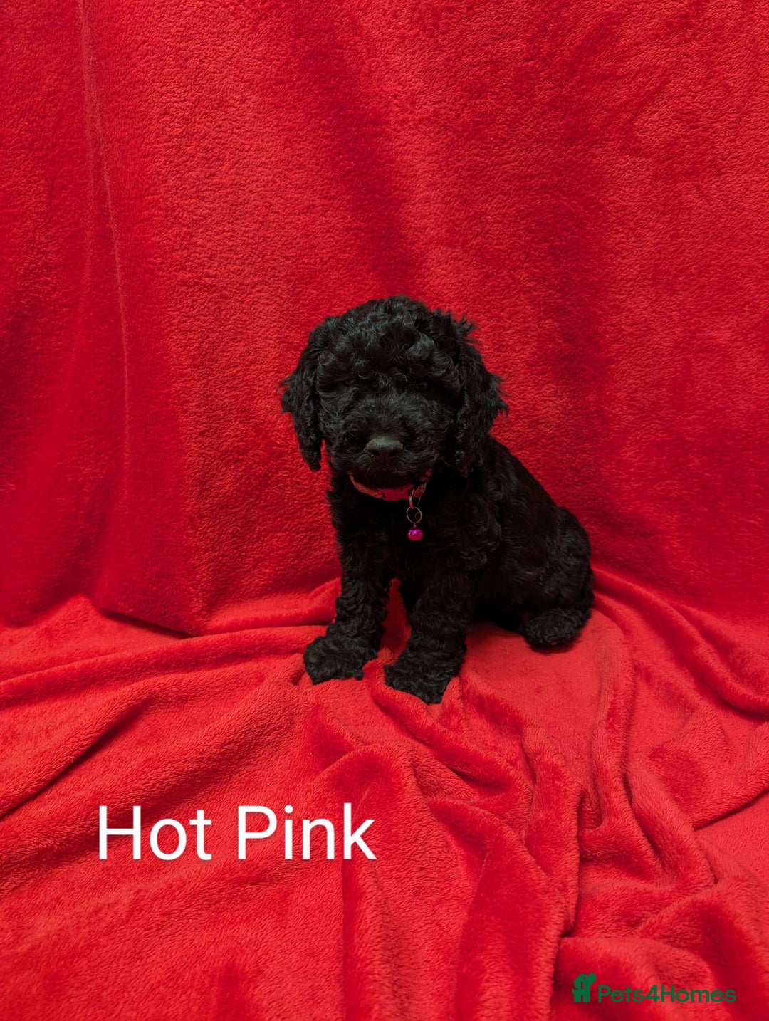Sproodle dogs for sale: Beautiful F1b Sproodle Pups, 4 Boys & 4 Girls - Image 12