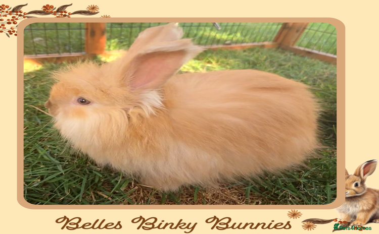 Angora rabbits - Advert 3