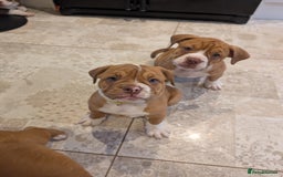 Olde English Bulldogge dogs for sale: 2 females left! - OEB Puppies NEBBR ✅ 3rd Gen - Image 23