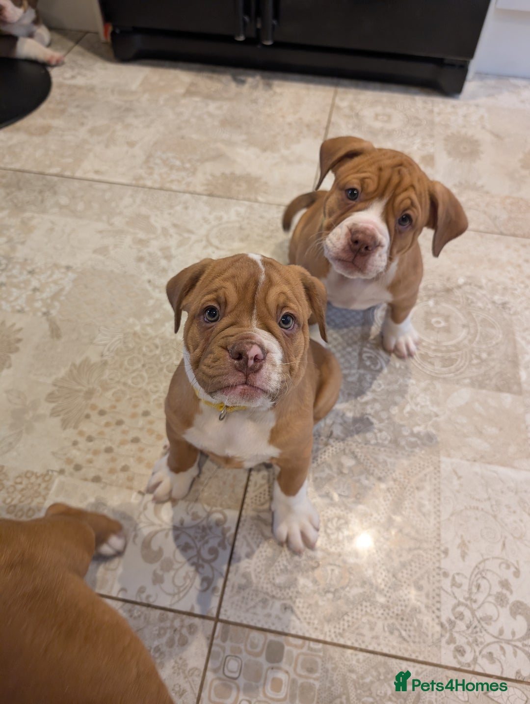 Olde English Bulldogge dogs for sale: 2 females left! - OEB Puppies NEBBR ✅ 3rd Gen - Image 23