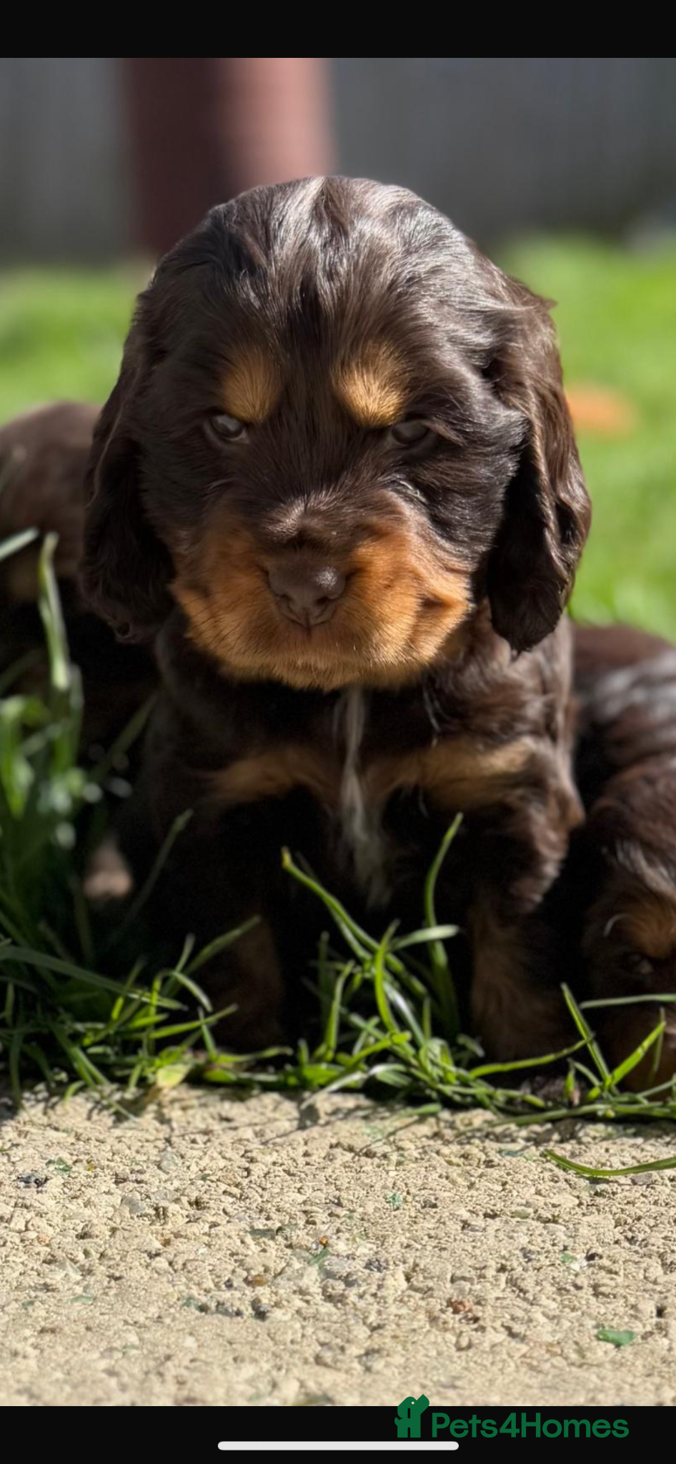 Cocker Spaniel dogs KC Registered Show-Type Cocker Spaniel Puppies - Advert 3