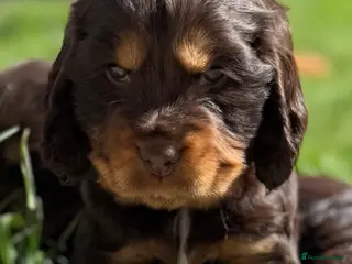 Cocker Spaniel dogs KC Registered Show-Type Cocker Spaniel Puppies - Advert 3