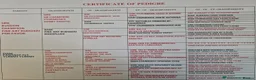 Golden Retriever dogs for sale: INTERNATIONAL PEDIGREE EXCEPTIONAL HEALTH TESTING. - Advert 2