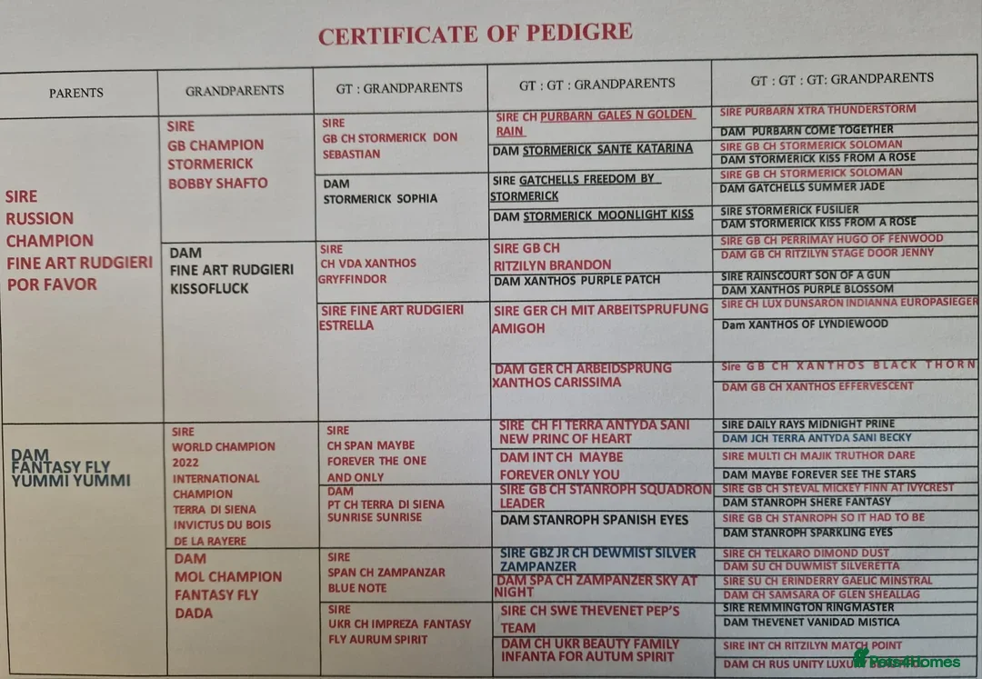Golden Retriever dogs for sale: INTERNATIONAL PEDIGREE EXCEPTIONAL HEALTH TESTING. - Advert 2