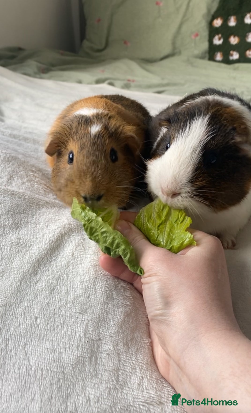 Guinea Pig rodents Macao and Midas  - Advert 18