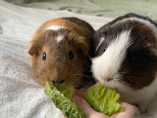 Guinea Pig rodents - Advert 35