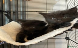 Ragdoll cats for sale: Half Ragdoll KITTENS - Image 3