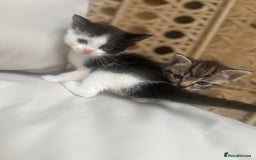 British Shorthair cats for sale: 4 kittens  - Image 22
