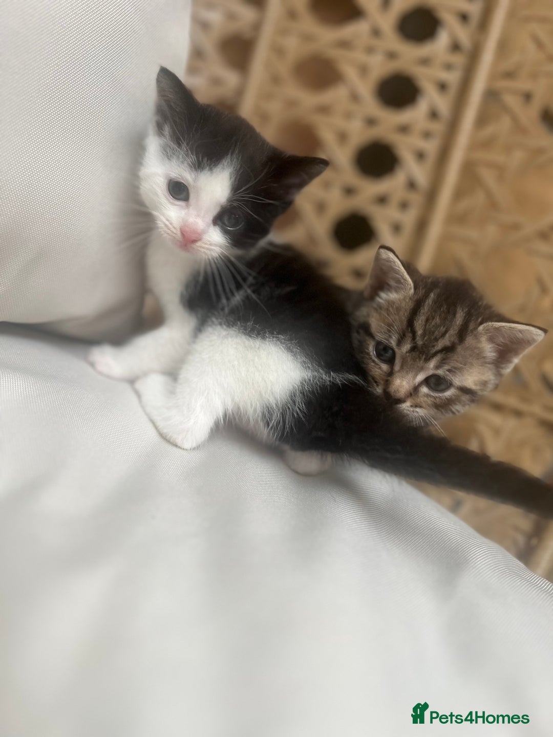 British Shorthair cats for sale: 4 kittens  - Image 22