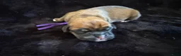 Boxer dogs for sale: Boxer - Advert 13
