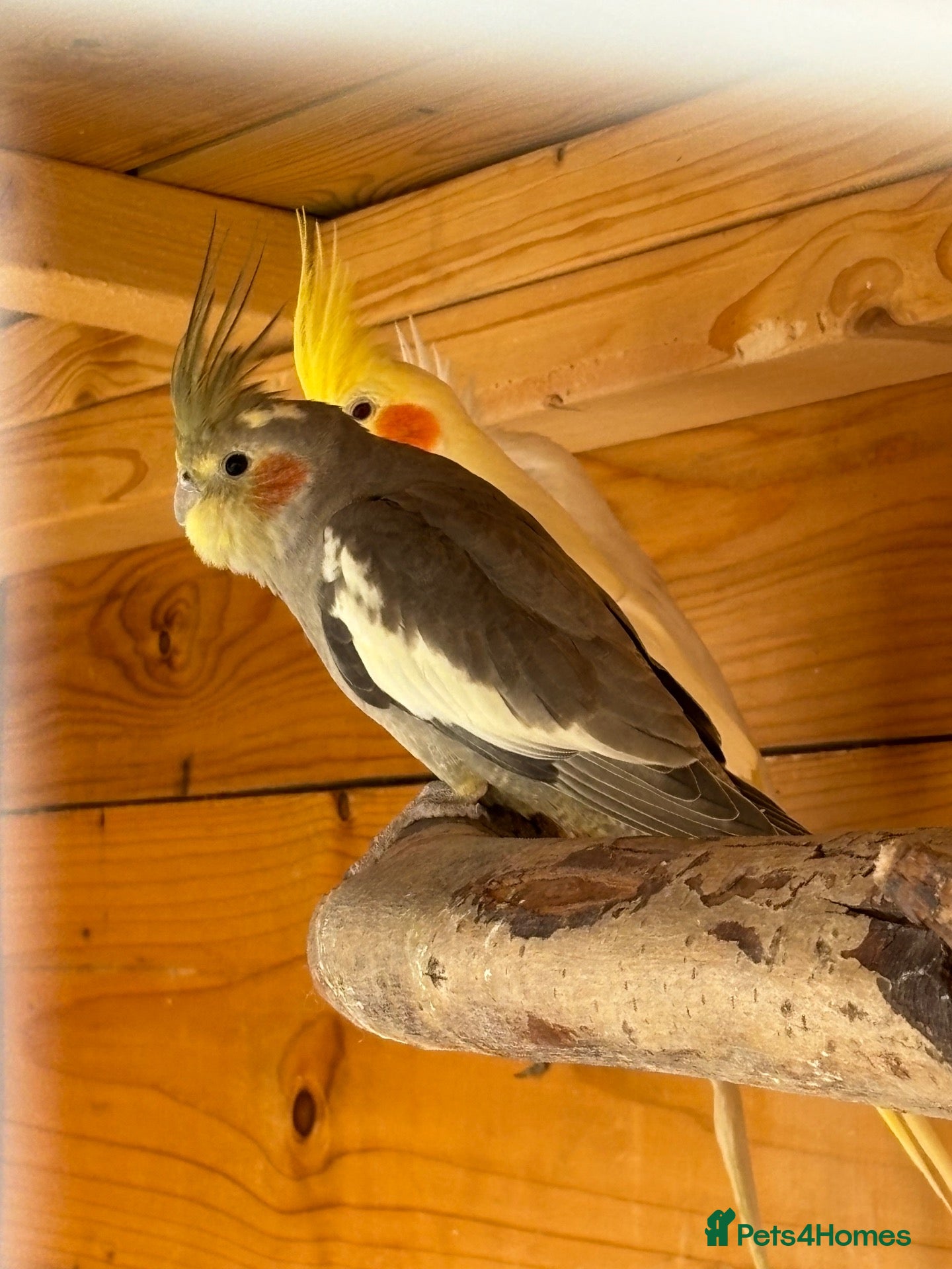 Cockatiels birds Cockatiel - Advert 3