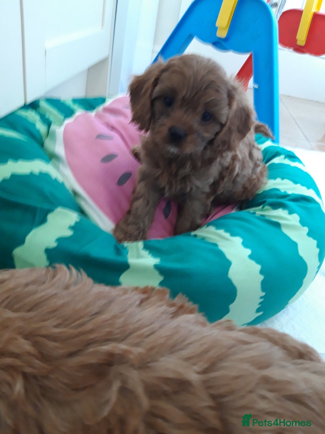 Cavapoo dogs for sale: Red cavapoo babies, both parent DNA tested - Image 16