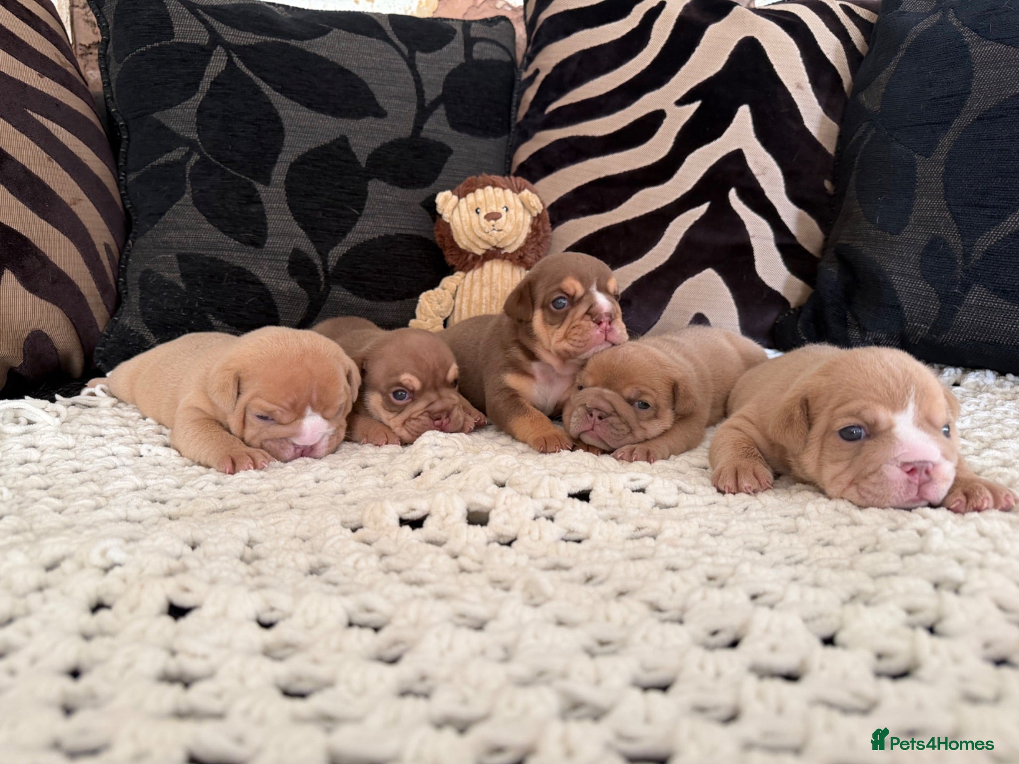 English Bulldog dogs English Bulldog Puppies  - Advert 1