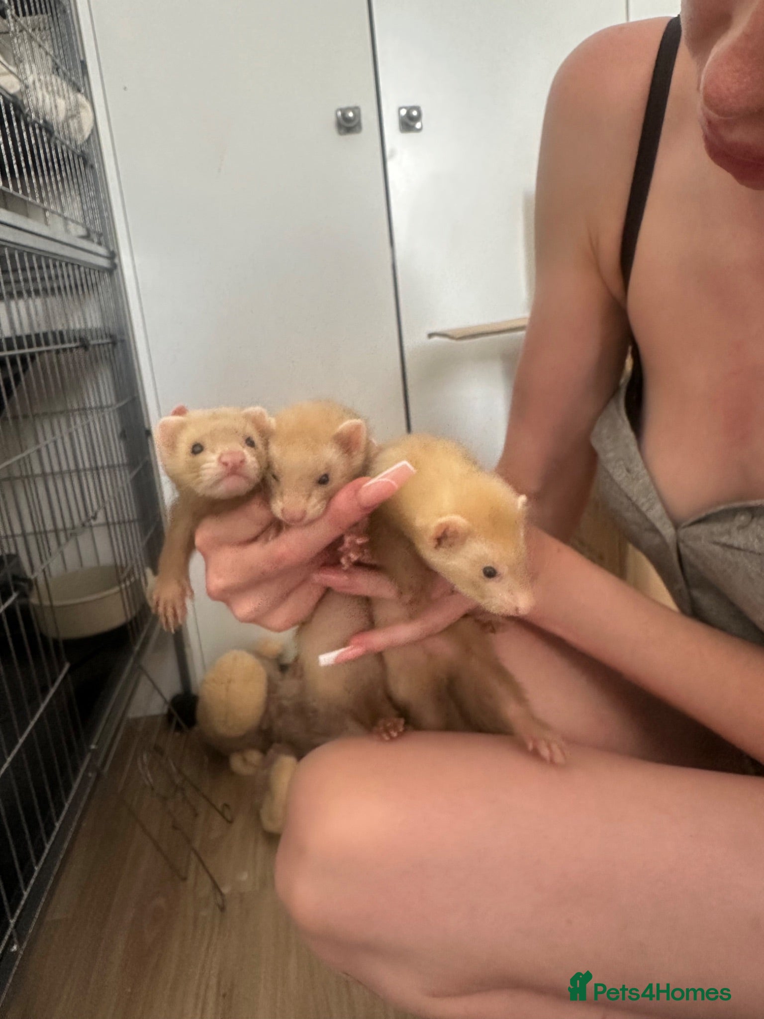 Ferret rodents three ferrets two girls one boy - Advert 2