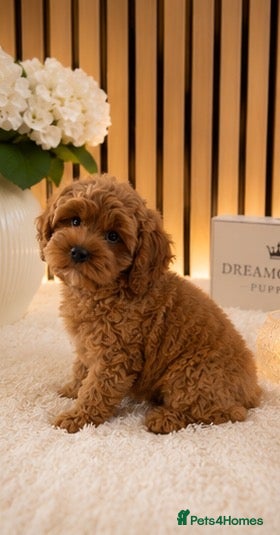 Cavapoo dogs ❤️ Outstanding Deep Red Cavapoo Boy ❤️Ready Now 🧸 - Advert 2