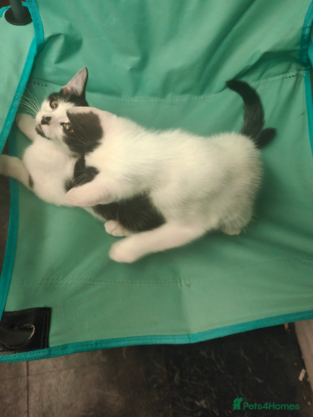 Mixed Breed cats for sale: 1 kitten for sale due to time wasters  - Image 12