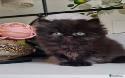 Persian cats for sale: Beautiful persian kittens  - Image 34