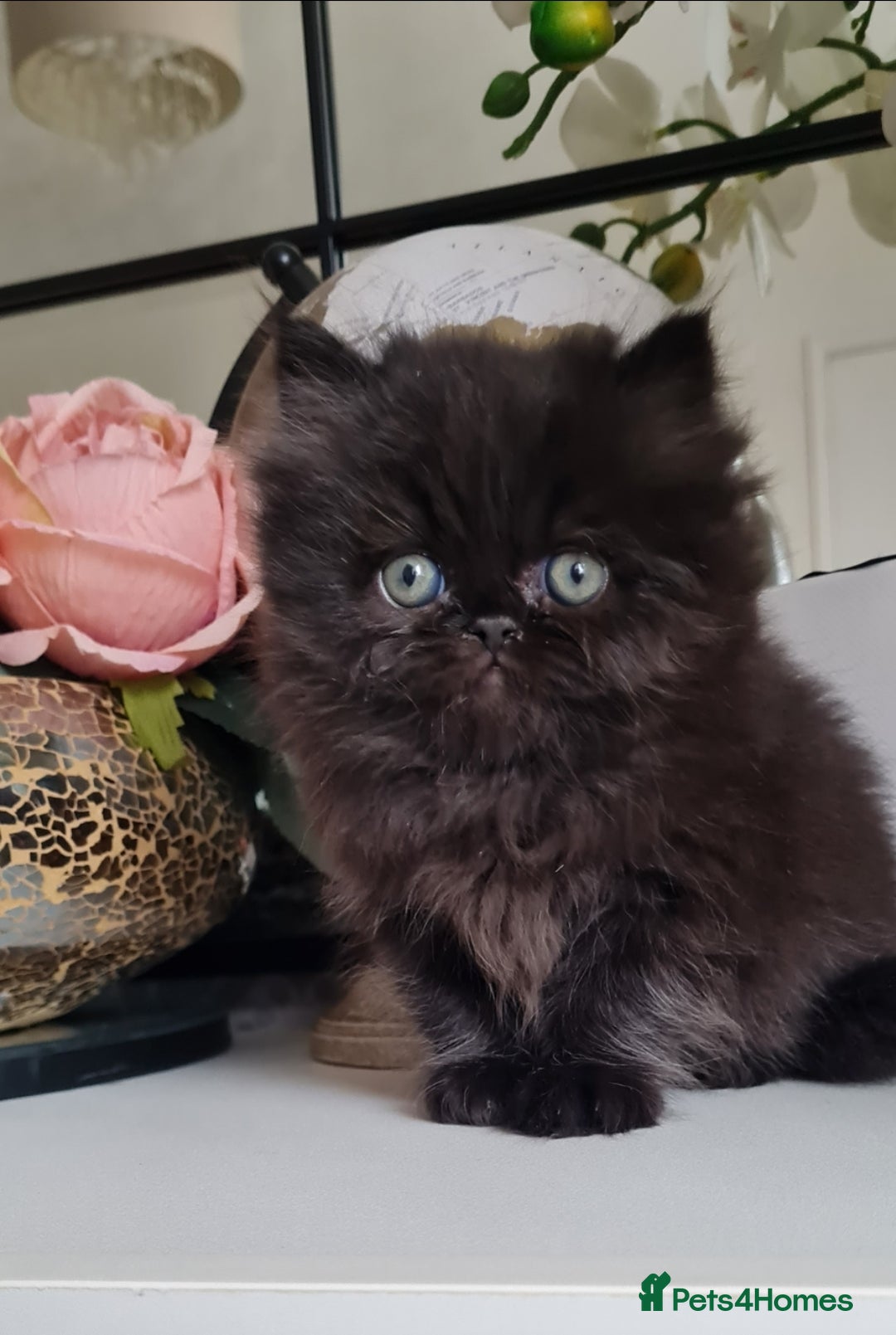 Persian cats for sale: Beautiful persian kittens  - Image 34