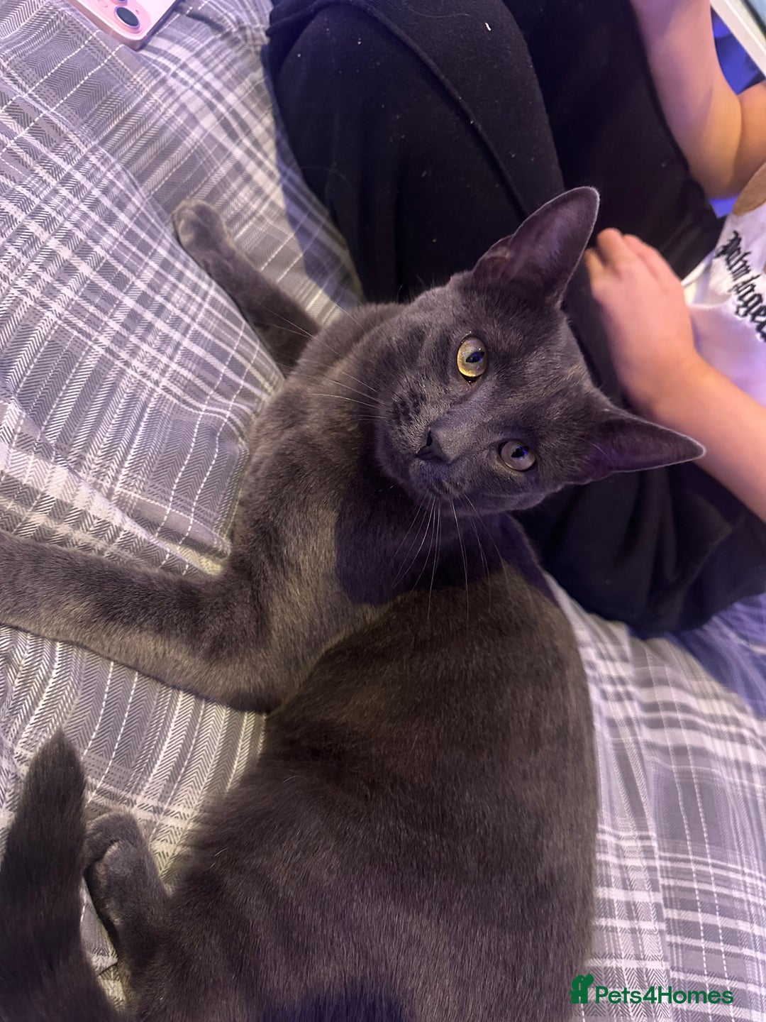 Mixed Breed cats for sale: BLACK KITTEN FOR SALE mix breed(half russian blue) - Image 6