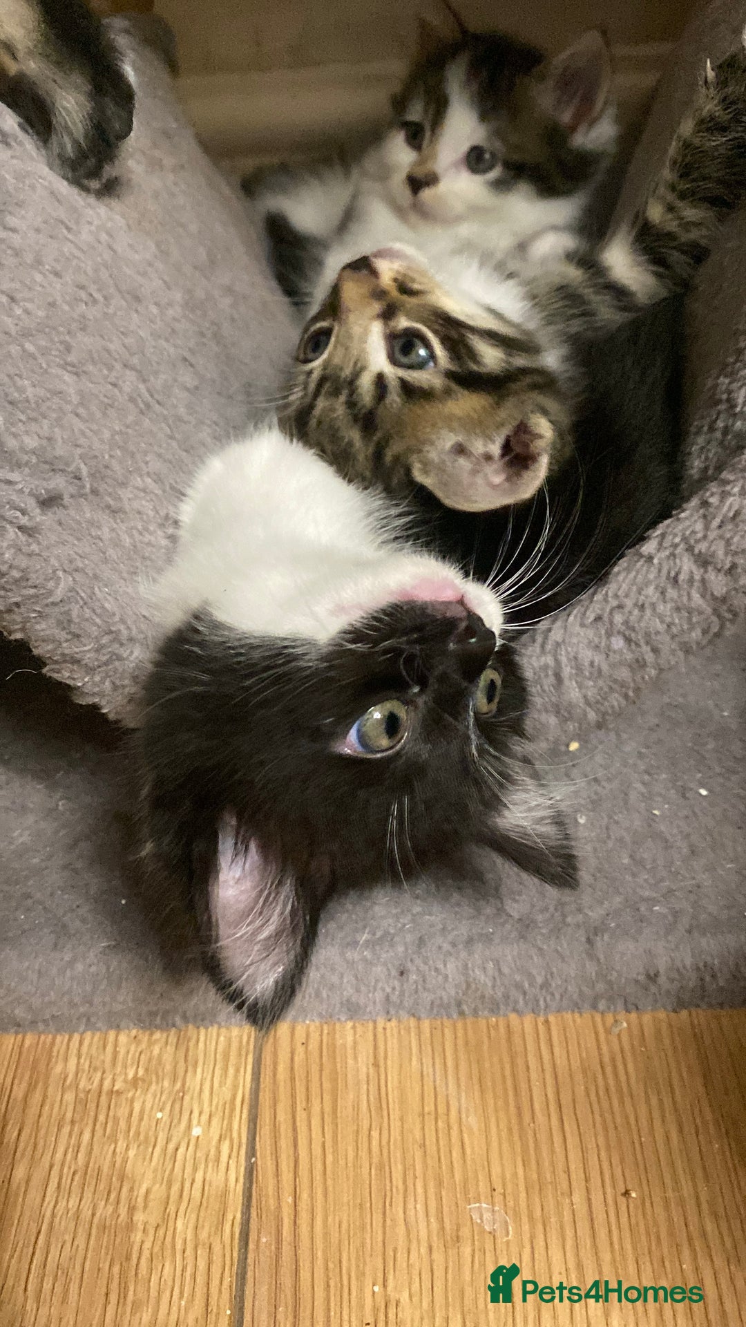 Mixed Breed cats for sale: 3 super fluffy cute kittens  - Image 7
