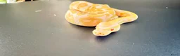 Python Snake reptiles for sale: 0.1 GHI Leo Candy 66% het Pied  - Advert 4