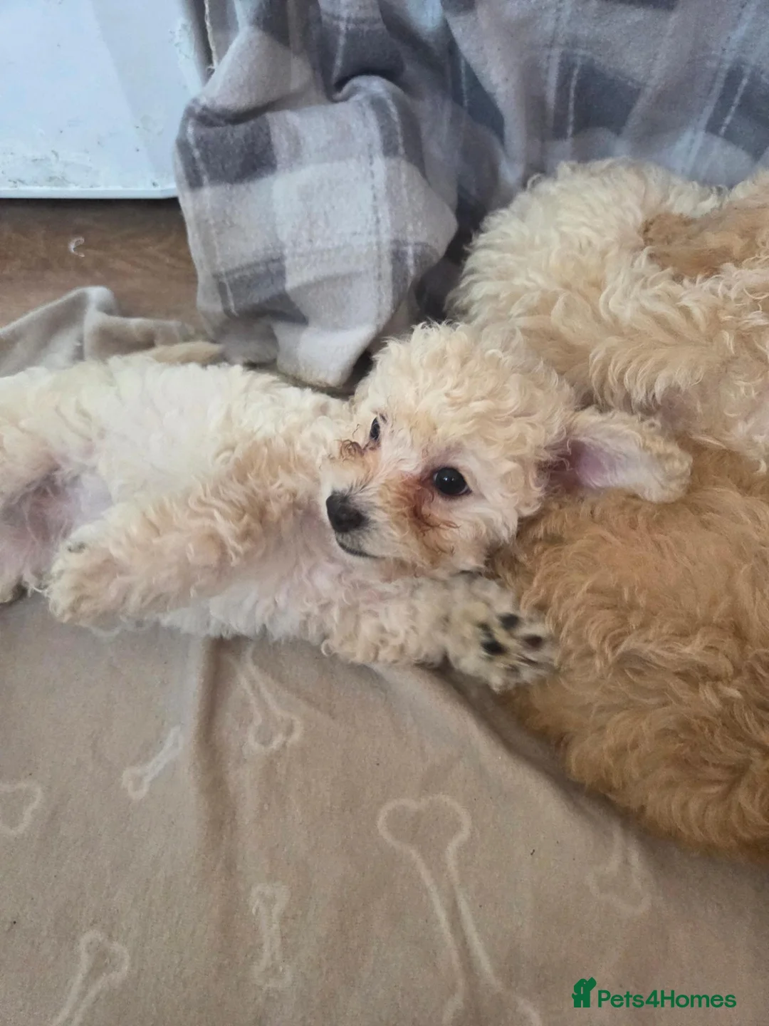Mixed Breed dogs for sale: 2 Pups Left. Beautiful cavachon x cockapoo puppies - Advert 2
