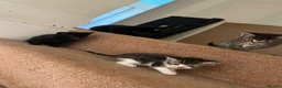 Domestic Shorthair cats for sale: Domestic shorthair kittens - Advert 2