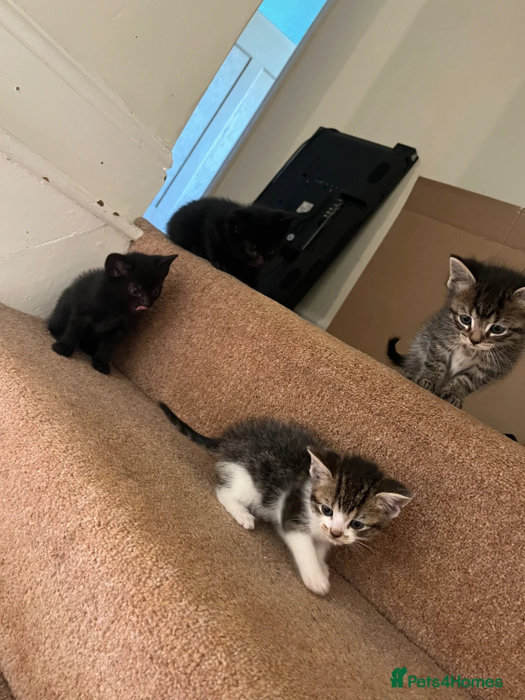 Domestic Shorthair cats for sale: Domestic shorthair kittens - Advert 2
