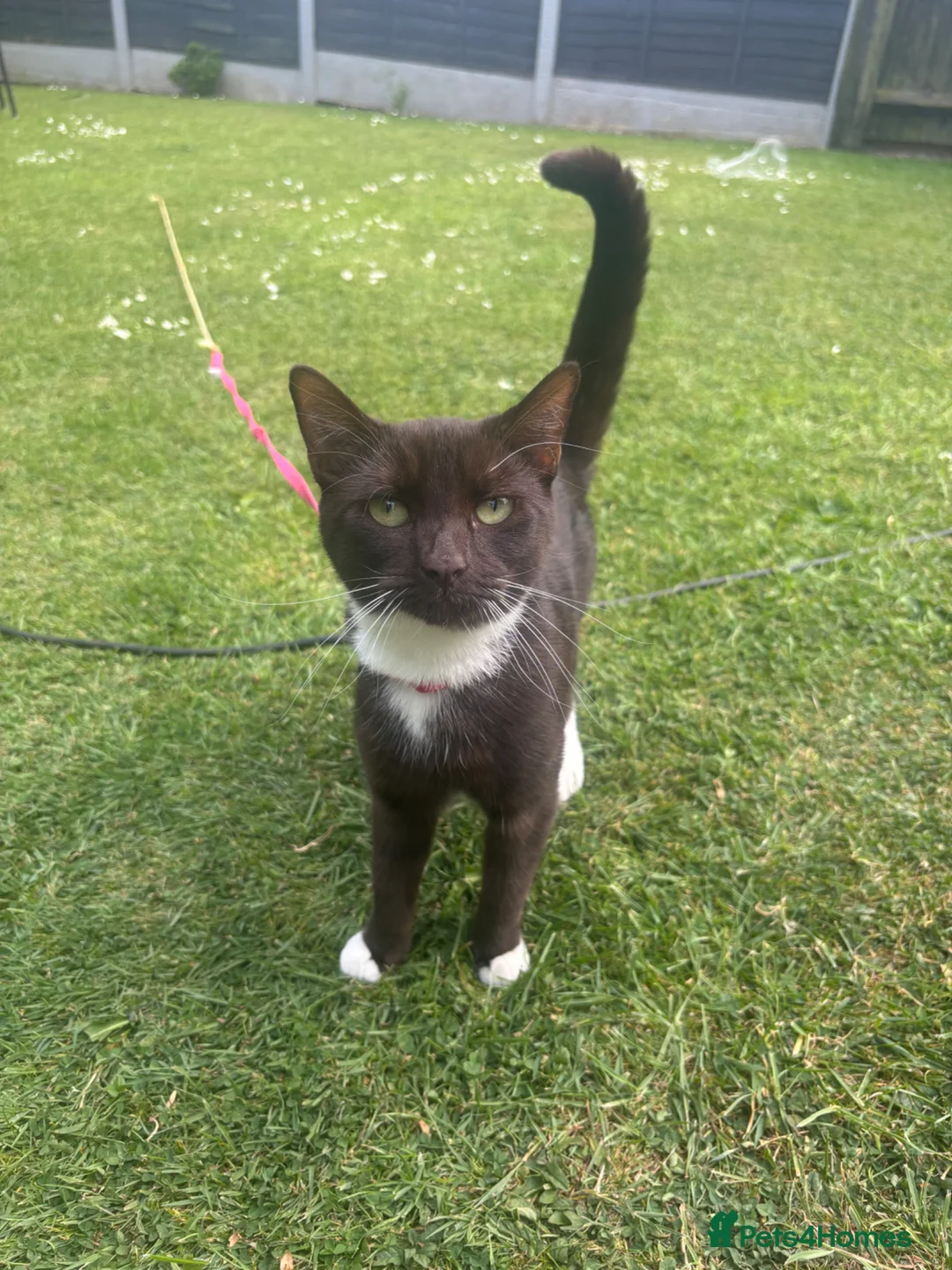Mixed Breed cats for sale: Tuxedo Cat - Advert 2