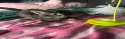 Mixed Breed cats for sale: Beautiful Tabby Kittens, looking for forever homes - Advert 10
