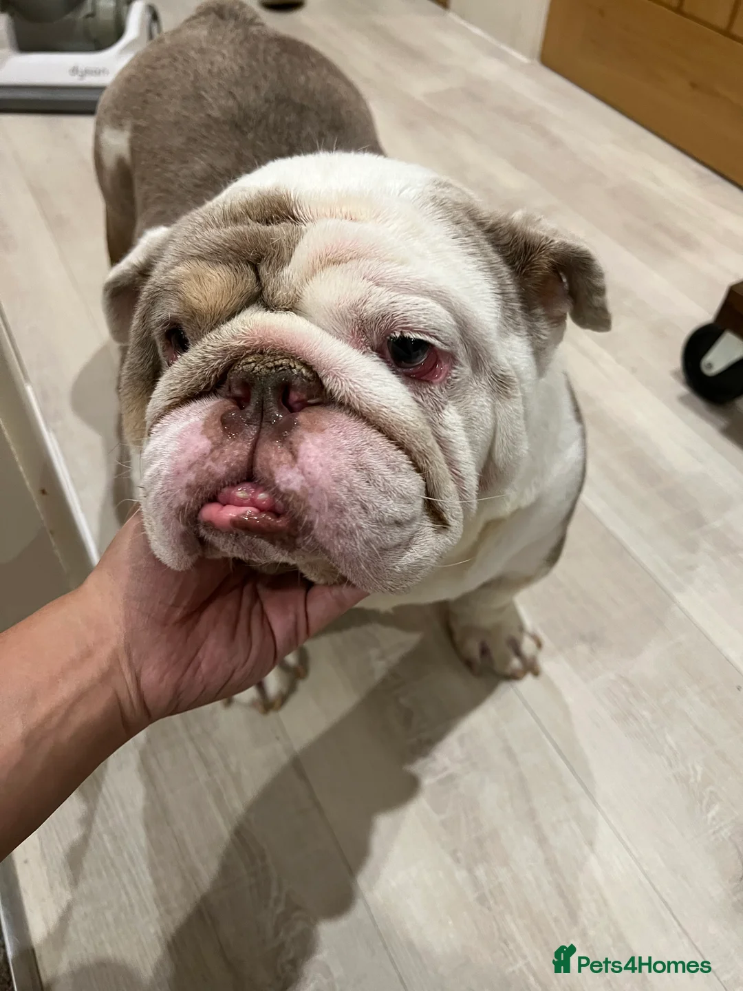 English Bulldog dogs for sale: Bruno - Advert 5
