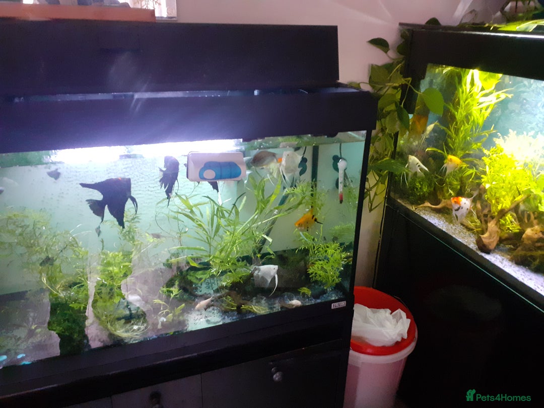 Angelfish fish for sale: Angel fish, large multicoloured mixed sex - Image 7