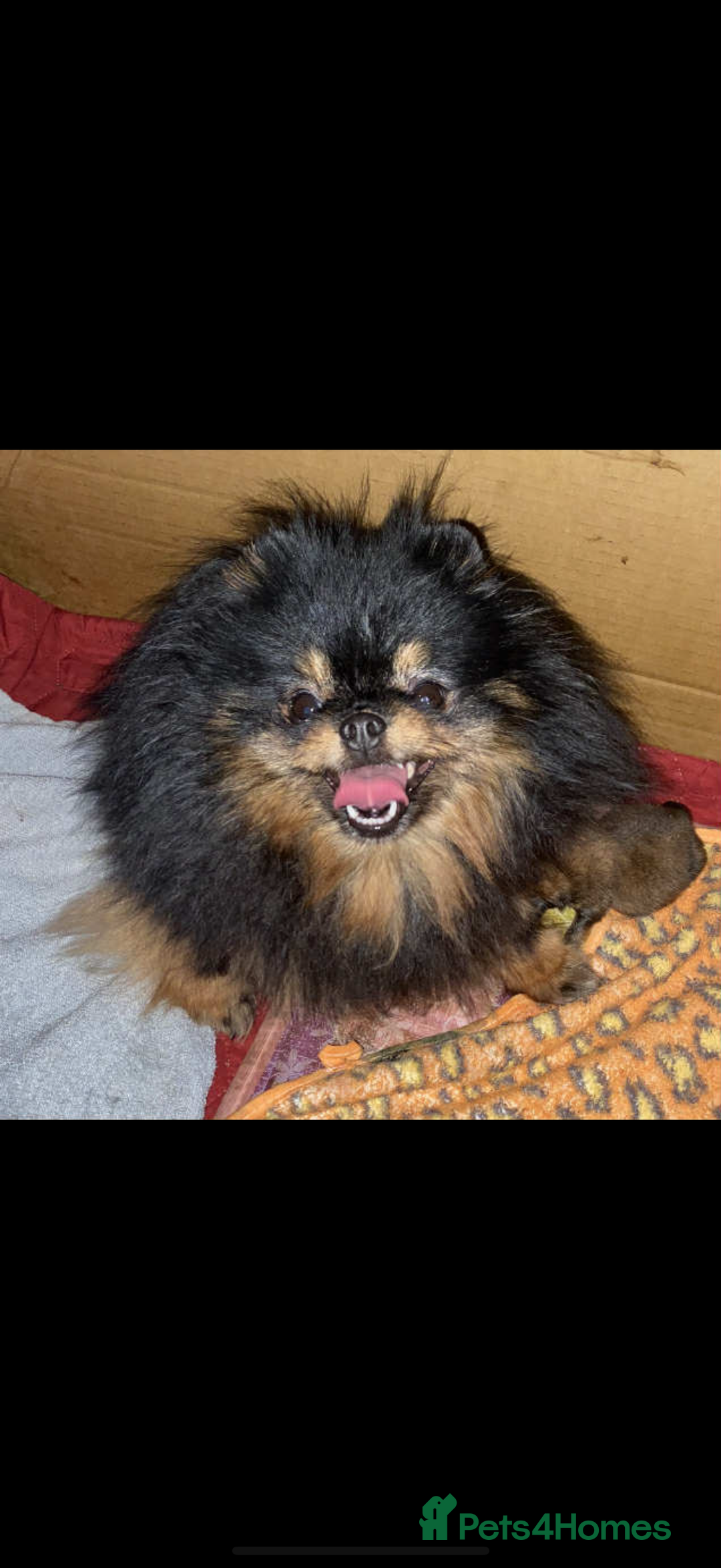 Pomeranian dogs for sale: orange Pomeranian puppy - Advert 6