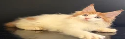 Maine Coon cats for sale: Beautiful maine coon kittens - Advert 6